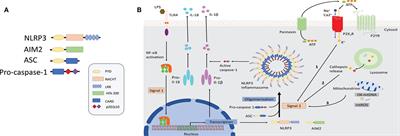 Mitochondrial Damage-Associated Molecular Patterns: From Inflammatory Signaling to Human Diseases